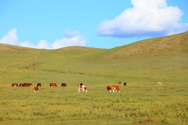 Bir sığır sürüsü otlakta ot yiyor.