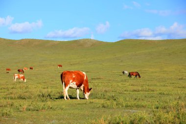 Bir sığır sürüsü otlakta ot yiyor.