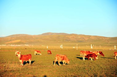 Bir sığır sürüsü otlakta ot yiyor.