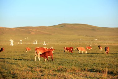Bir sığır sürüsü otlakta ot yiyor.