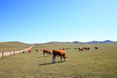 Bir sığır sürüsü otlakta ot yiyor.