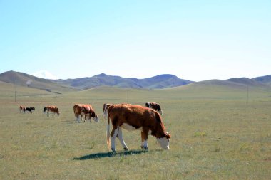 Bir sığır sürüsü otlakta ot yiyor.