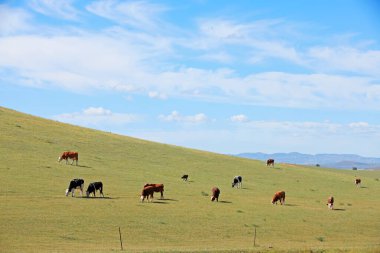 Bir sığır sürüsü otlakta ot yiyor.