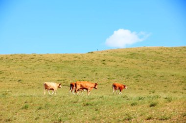 Bir sığır sürüsü otlakta ot yiyor.