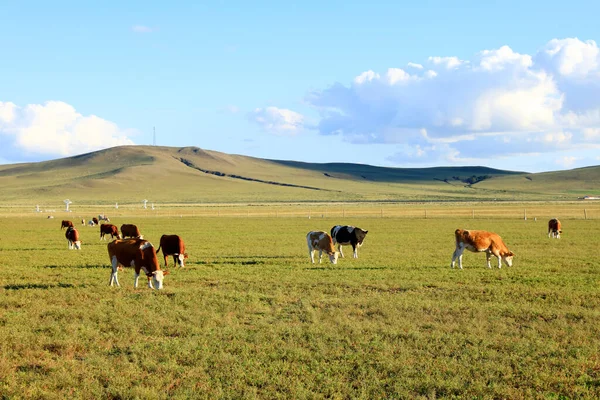 Een Kudde Vee Eet Gras Het Grasland — Stockfoto