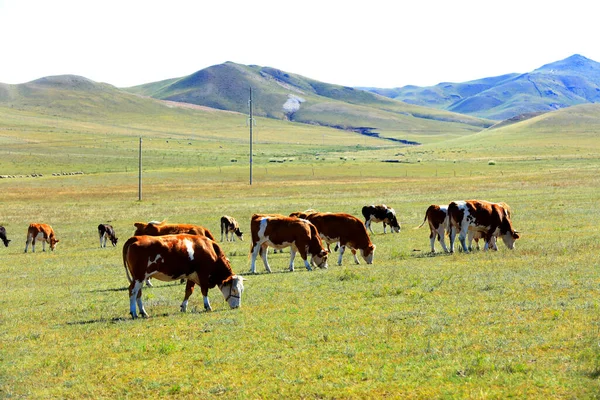 Een Kudde Vee Eet Gras Het Grasland — Stockfoto
