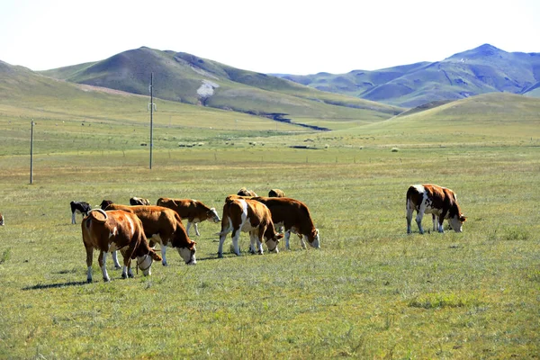 Een Kudde Vee Eet Gras Het Grasland — Stockfoto