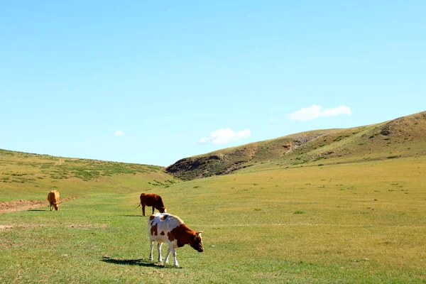 Een Kudde Vee Eet Gras Het Grasland — Stockfoto