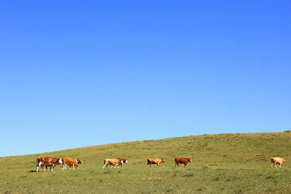 Eine Rinderherde Frisst Gras Auf Der Weide — Stockfoto