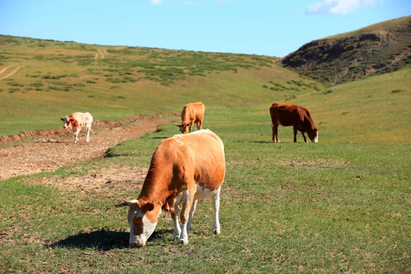 一群牛正在草原上吃草 — 图库照片