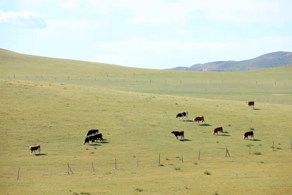 Een Kudde Vee Eet Gras Het Grasland — Stockfoto