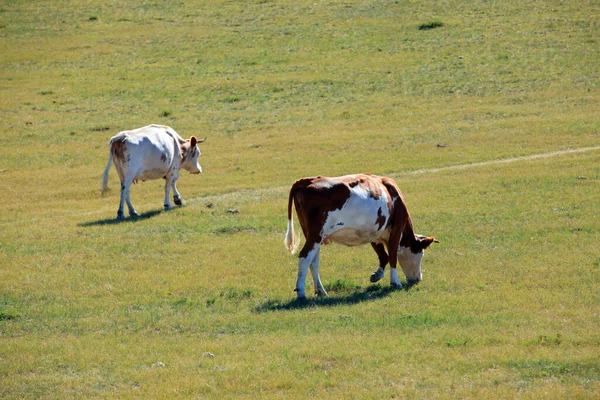 一群牛正在草原上吃草 — 图库照片