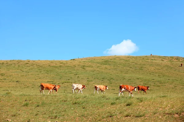 Herd Cattle Eating Grass Grassland — Stock Photo, Image
