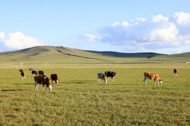 Bir sığır sürüsü otlakta ot yiyor.