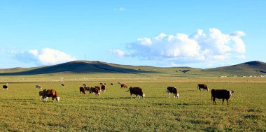 Bir sığır sürüsü otlakta ot yiyor.