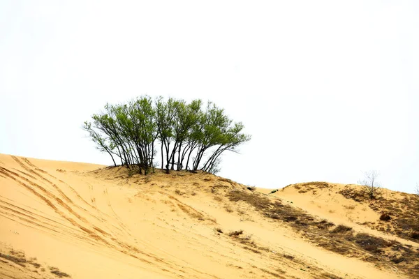 Paesaggio Deserto Molto Bello — Foto Stock