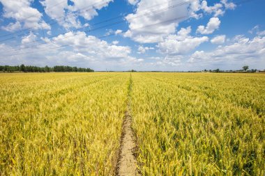 Buğday tarlaları mavi gökyüzünün ve beyaz bulutların altında.