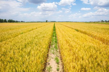 Buğday tarlaları mavi gökyüzünün ve beyaz bulutların altında.