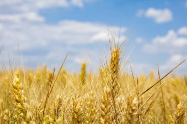 Buğday tarlaları mavi gökyüzünün ve beyaz bulutların altında.