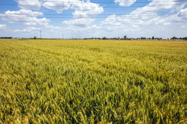 Пшеничні Поля Знаходяться Під Блакитним Небом Білими Хмарами — стокове фото