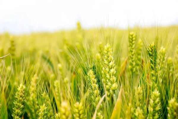 Vete Fälten Den Blå Himlen Och Vita Moln — Stockfoto