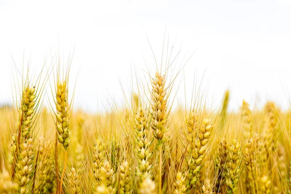 Wheat Fields Blue Sky White Clouds — Stock Fotó