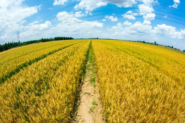 Buğday Tarlaları Mavi Gökyüzünün Beyaz Bulutların Altında — Stok fotoğraf
