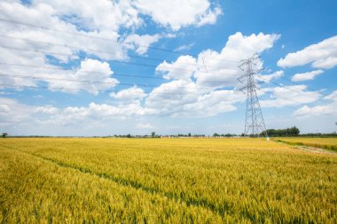 Buğday tarlaları mavi gökyüzünün ve beyaz bulutların altında.