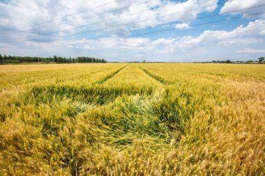 Buğday tarlaları mavi gökyüzünün ve beyaz bulutların altında.