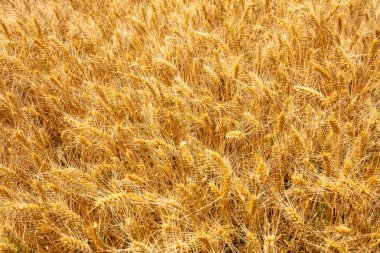 Buğday tarlaları mavi gökyüzünün ve beyaz bulutların altında.