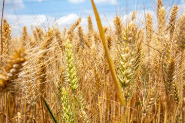 Buğday tarlaları mavi gökyüzünün ve beyaz bulutların altında.