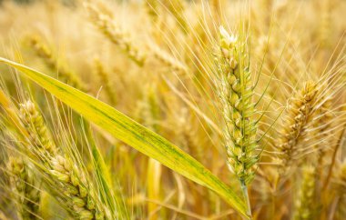 Buğday tarlaları mavi gökyüzünün ve beyaz bulutların altında.
