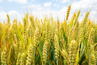 Buğday tarlaları mavi gökyüzünün ve beyaz bulutların altında.