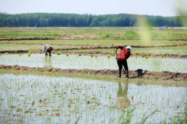 Çiftçi tarlaya pirinç fideleri ekti.