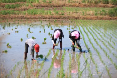 Çiftçi tarlaya pirinç fideleri ekti.