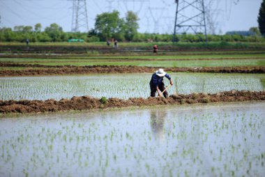 Çiftçi tarlaya pirinç fideleri ekti.