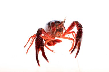 Kerevit, beyaz arka planda kerevit