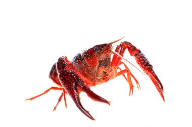 Kerevit, beyaz arka planda kerevit