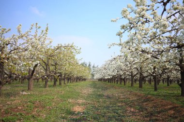Armut ağaçları baharda çiçek açar.