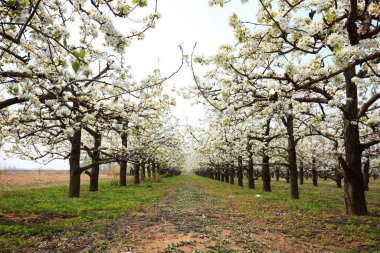 Armut ağaçları baharda çiçek açar.