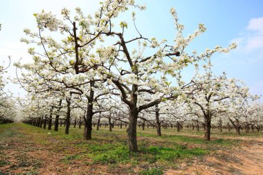 Armut ağaçları baharda çiçek açar.