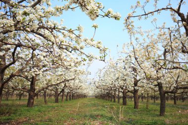 Armut ağaçları baharda çiçek açar.