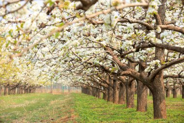 Armut ağaçları baharda çiçek açar.