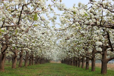 Armut ağaçları baharda çiçek açar.