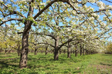 Armut ağaçları baharda çiçek açar.