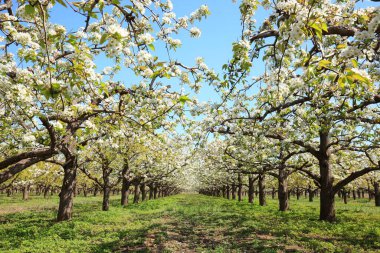 Armut ağaçları baharda çiçek açar.