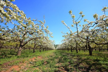 Armut ağaçları baharda çiçek açar.