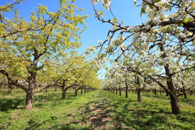 Armut ağaçları baharda çiçek açar.