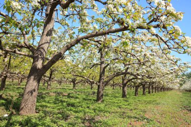 Armut ağaçları baharda çiçek açar.