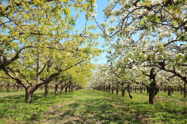 Armut ağaçları baharda çiçek açar.